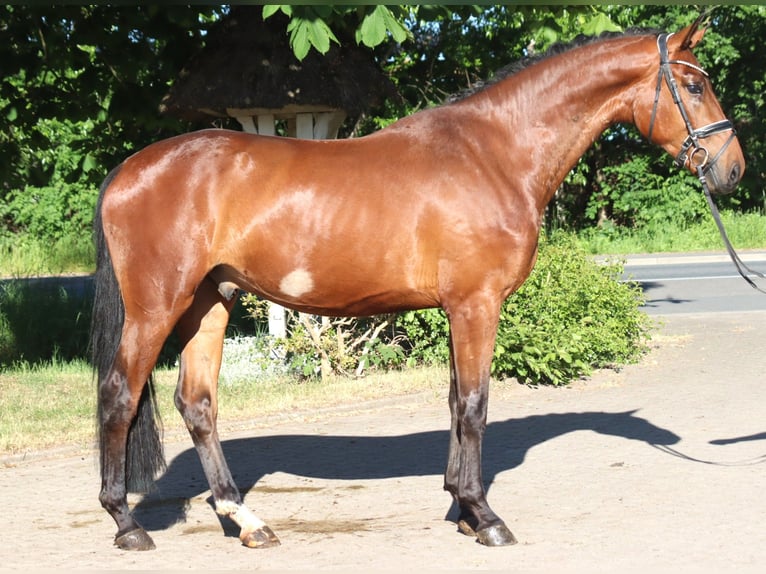Hannover Castrone 3 Anni 170 cm Baio in Selsingen