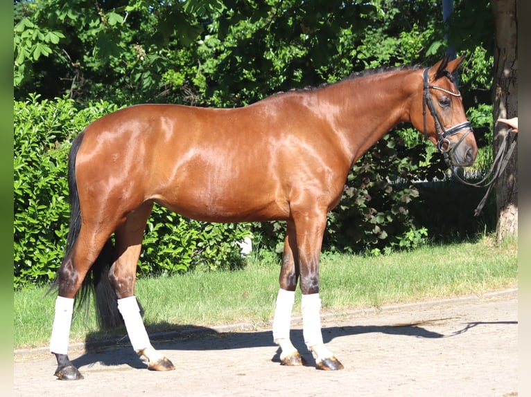 Hannover Castrone 3 Anni 170 cm Baio in Selsingen