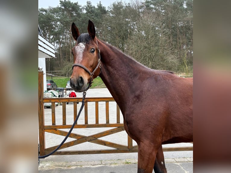 Hannover Castrone 3 Anni 170 cm Baio in Moers