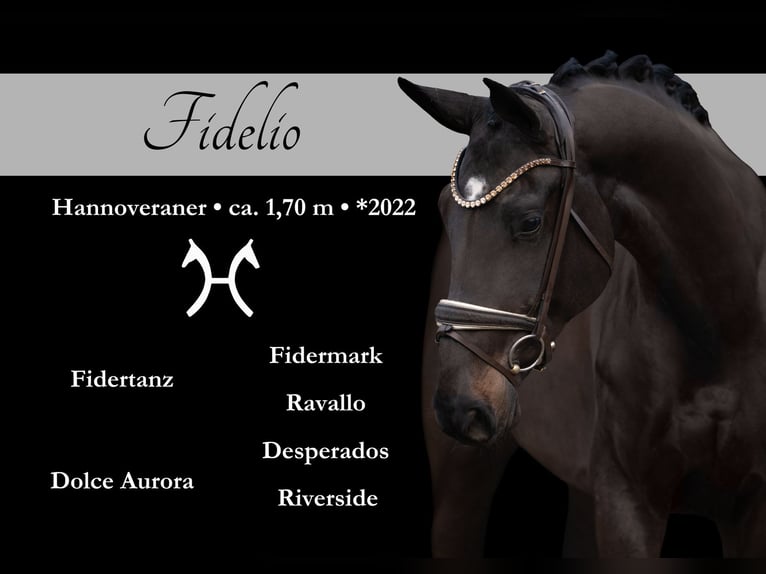 Hannover Castrone 3 Anni 170 cm Baio nero in Wehringen