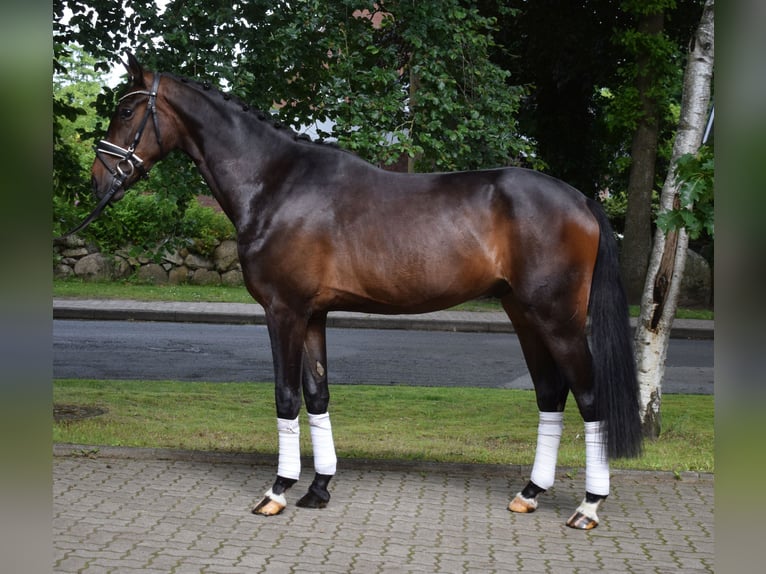 Hannover Castrone 3 Anni 170 cm Baio nero in Fredenbeck