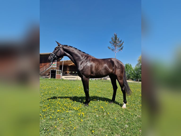 Hannover Castrone 3 Anni 170 cm Baio nero in Hermetschwil-Staffeln