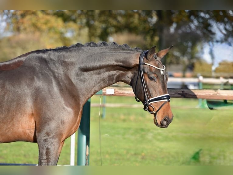Hannover Castrone 3 Anni 170 cm Baio scuro in Vechta