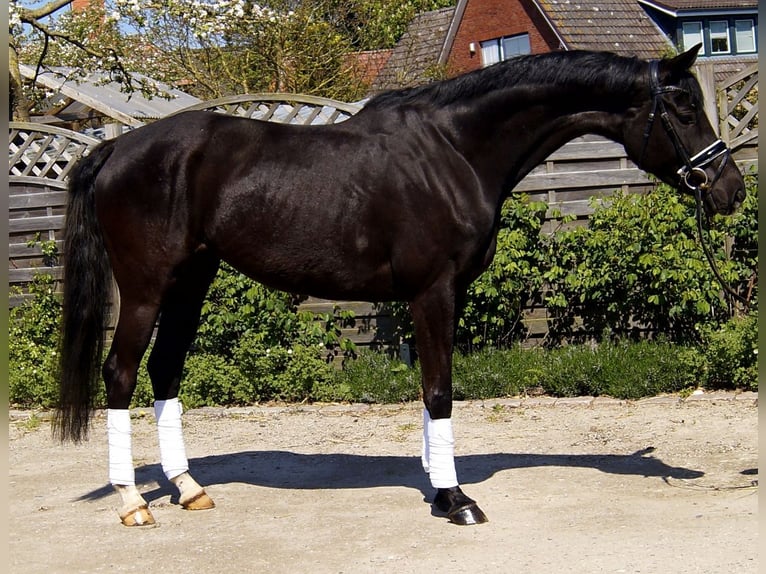 Hannover Castrone 3 Anni 170 cm Morello in Hamburg