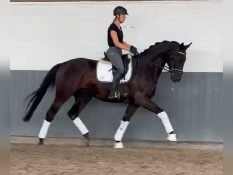 Hannover Castrone 3 Anni 170 cm Morello in Tiddische