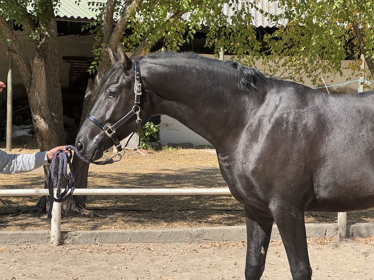 Hannover Castrone 3 Anni 170 cm Morello in Escalona