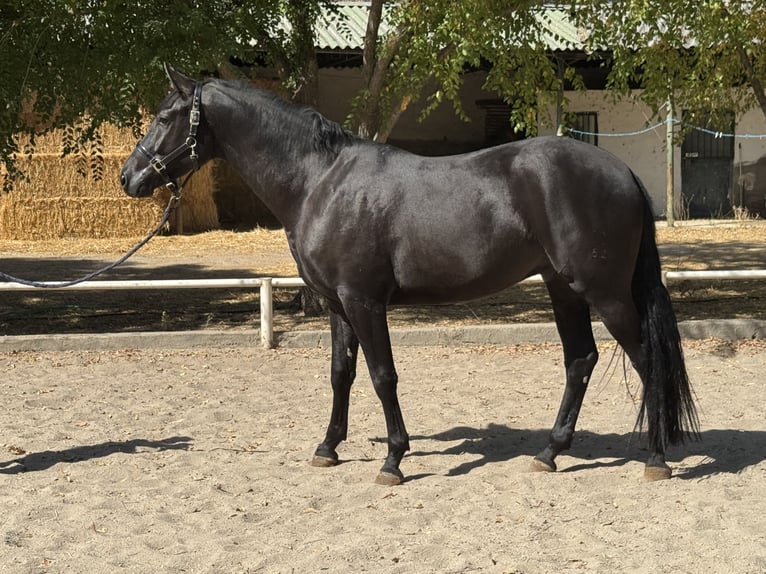 Hannover Castrone 3 Anni 170 cm Morello in Escalona