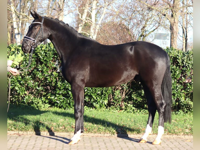 Hannover Castrone 3 Anni 170 cm Morello in Selsingen