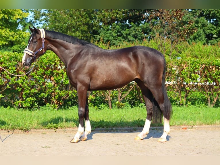 Hannover Castrone 3 Anni 170 cm Morello in Selsingen