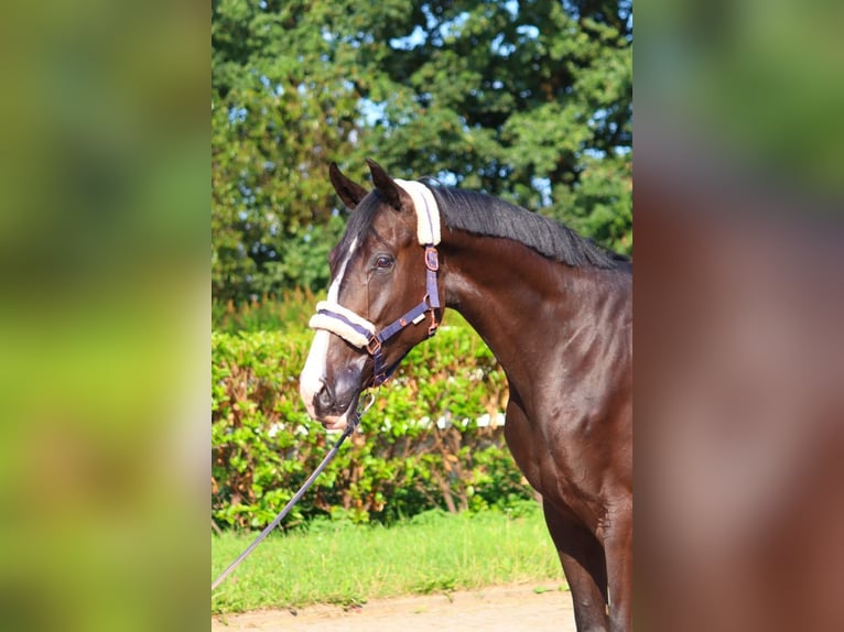 Hannover Castrone 3 Anni 170 cm Morello in Selsingen