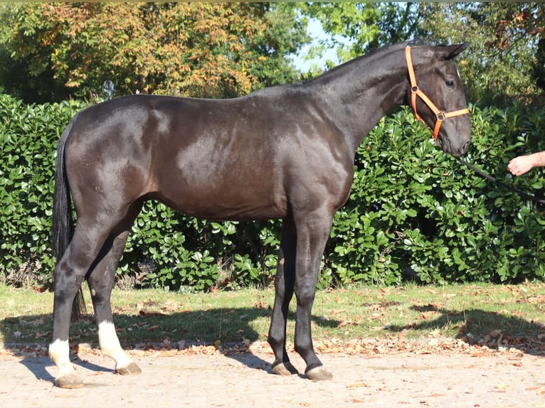 Hannover Castrone 3 Anni 170 cm Morello in Selsingen