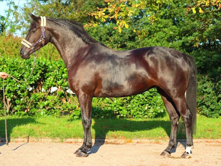 Hannover Castrone 3 Anni 170 cm Morello in Selsingen