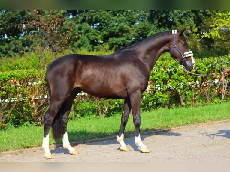 Hannover Castrone 3 Anni 170 cm Morello in Selsingen