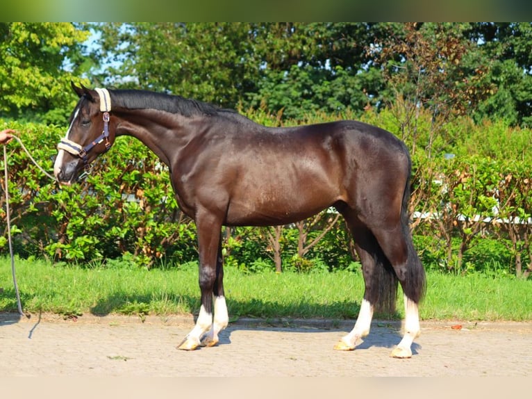 Hannover Castrone 3 Anni 170 cm Morello in Selsingen