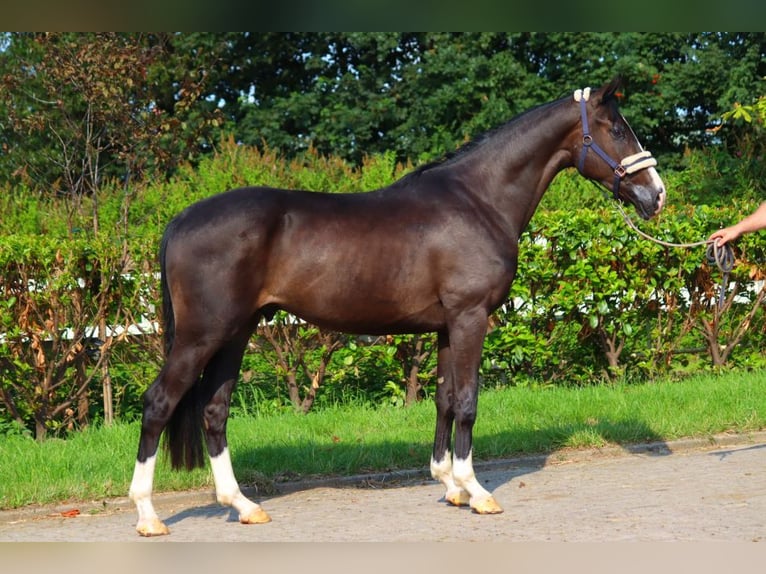 Hannover Castrone 3 Anni 170 cm Morello in Selsingen