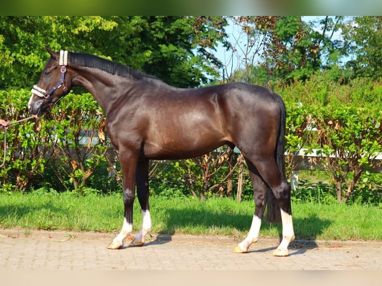 Hannover Castrone 3 Anni 170 cm Morello in Selsingen