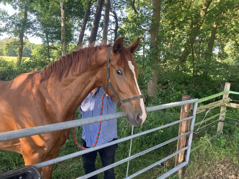 Hannover Castrone 3 Anni 170 cm Sauro in Lauenbrück