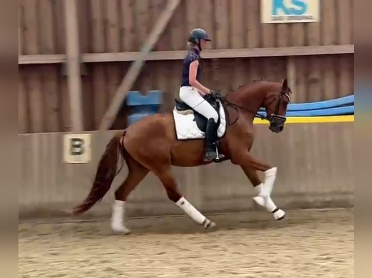 Hannover Castrone 3 Anni 170 cm Sauro in Neumarkt in der Oberpfalz