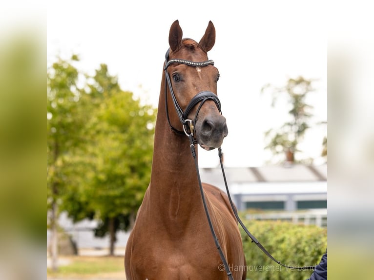 Hannover Castrone 3 Anni 170 cm Sauro scuro in Verden