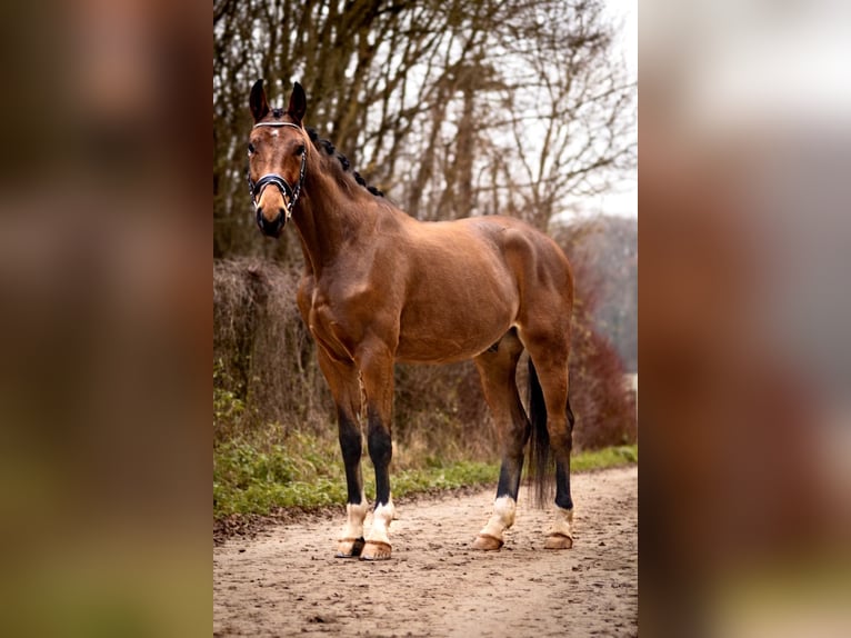 Hannover Castrone 3 Anni 171 cm Baio in PerlPerl