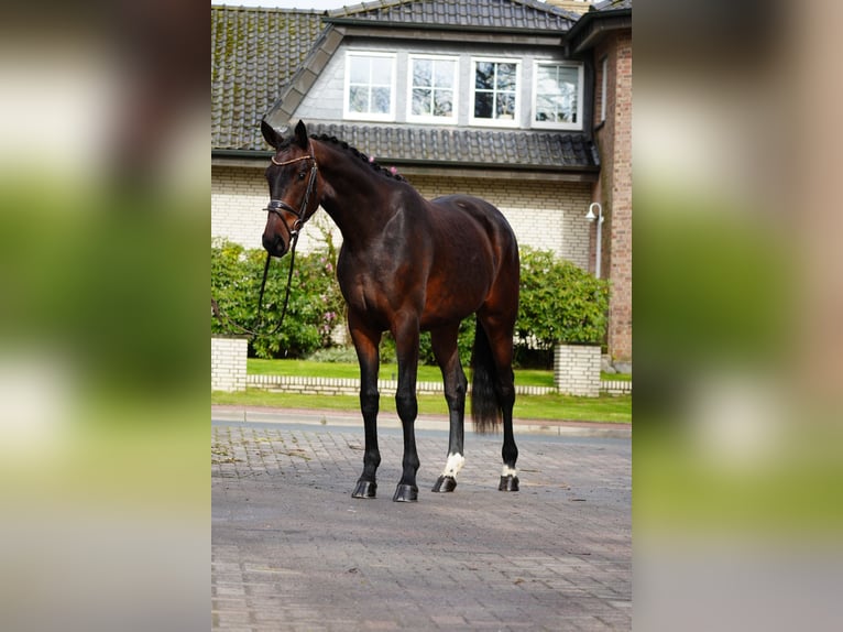 Hannover Castrone 3 Anni 171 cm Baio in Dorsten