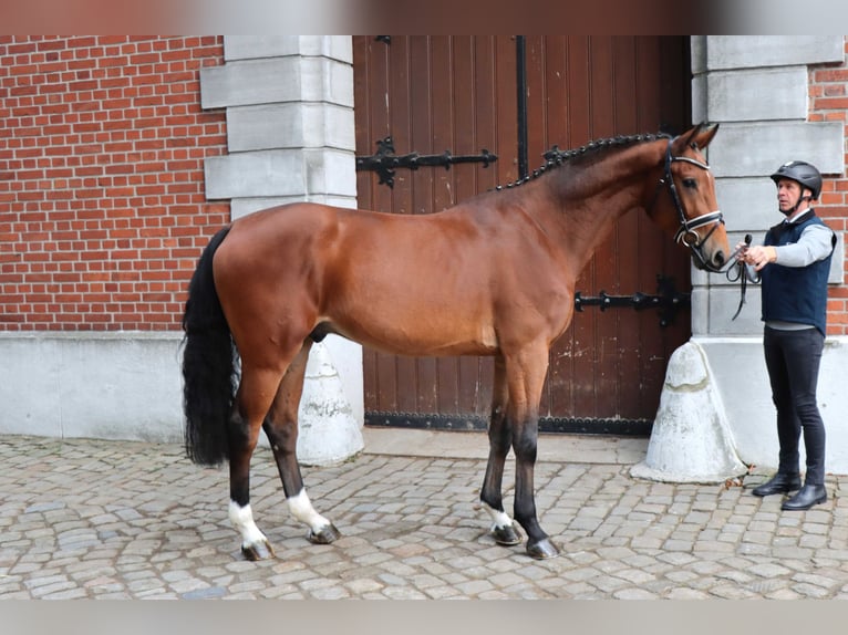 Hannover Castrone 3 Anni 171 cm Baio in Celle