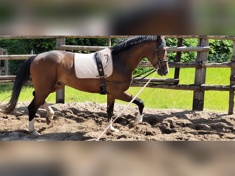 Hannover Castrone 3 Anni 171 cm Baio nero in Schiffdorf