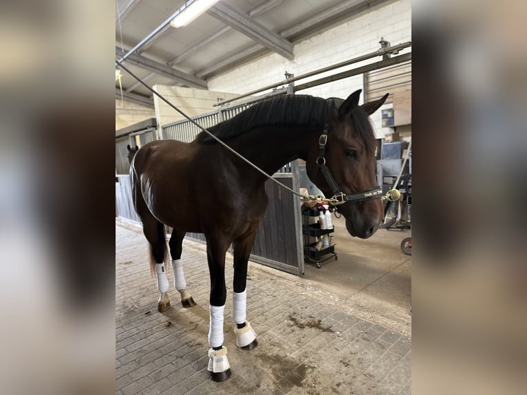 Hannover Castrone 3 Anni 171 cm Baio scuro in Sant Gregori (Municipio)