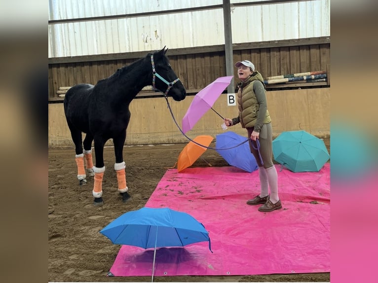 Hannover Castrone 3 Anni 171 cm Morello in Ovelgönne