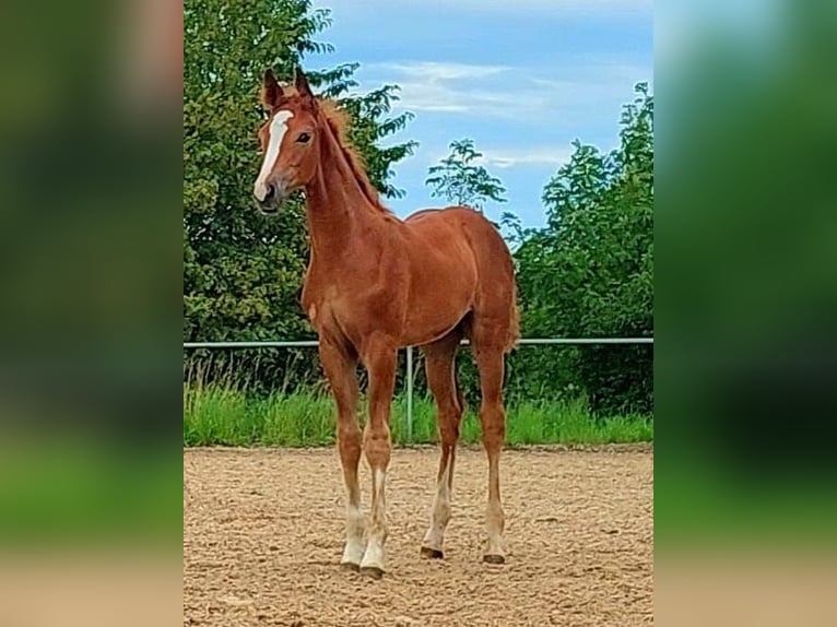 Hannover Castrone 3 Anni 171 cm Sauro in Ansbach