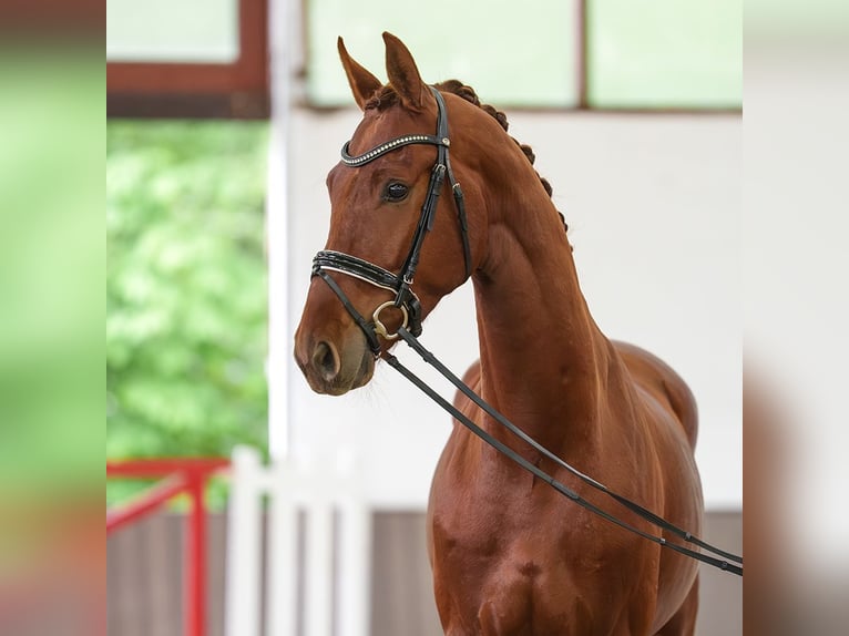 Hannover Castrone 3 Anni 171 cm Sauro scuro in Münster-Handorf