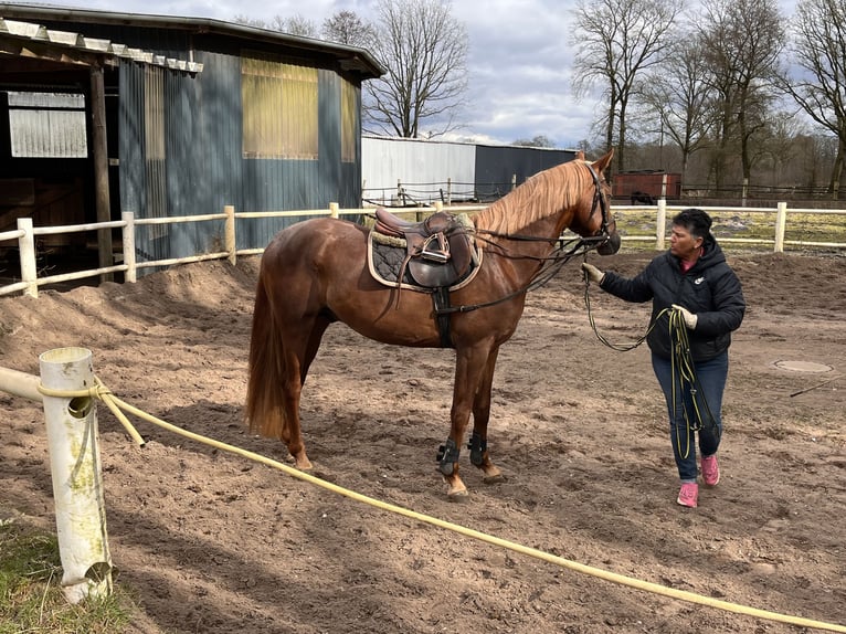 Hannover Castrone 3 Anni 171 cm Sauro scuro in Lentföhrden
