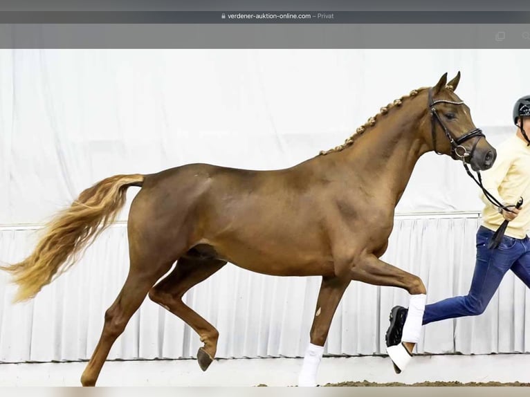 Hannover Castrone 3 Anni 171 cm Sauro scuro in Lentföhrden
