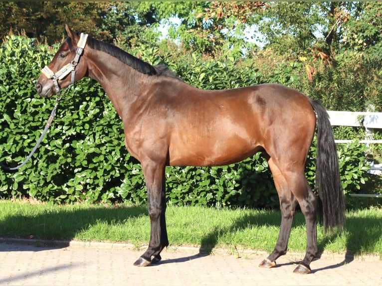 Hannover Castrone 3 Anni 172 cm Baio in Selsingen