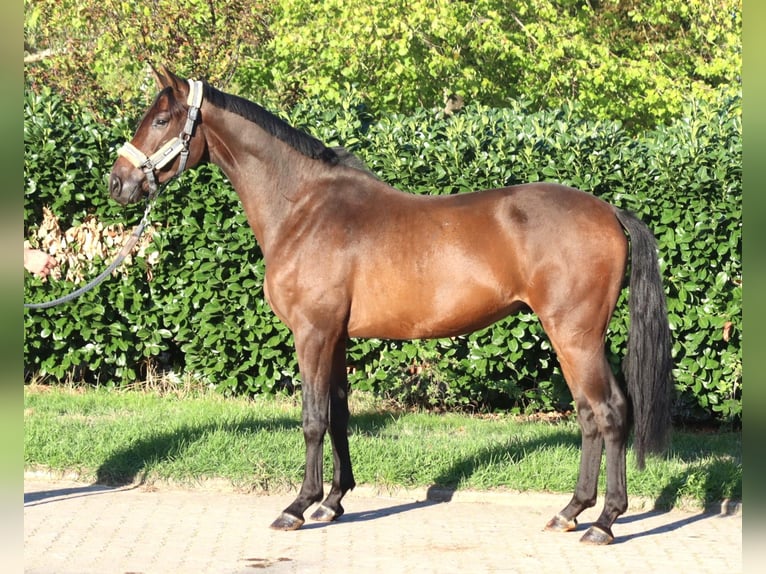 Hannover Castrone 3 Anni 172 cm Baio in Selsingen