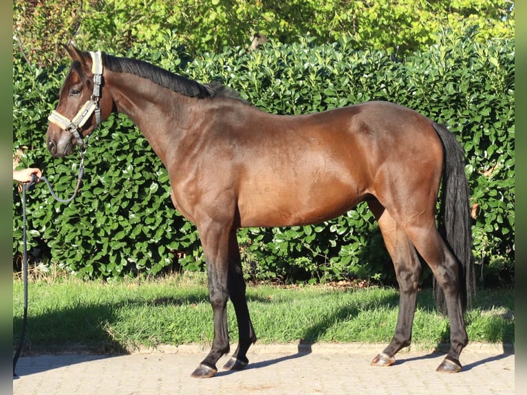Hannover Castrone 3 Anni 172 cm Baio in Selsingen