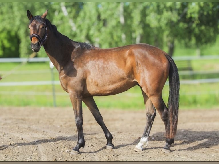 Hannover Castrone 3 Anni 172 cm Baio in Wust Briest