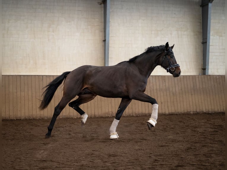 Hannover Castrone 3 Anni 172 cm Baio scuro in K&#xF6;lln reisiek