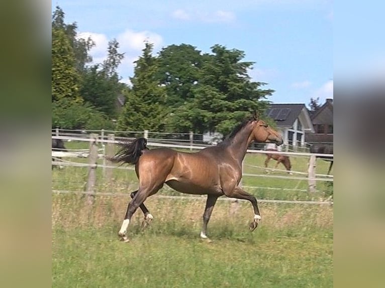 Hannover Castrone 3 Anni 172 cm Baio scuro in Ratekau
