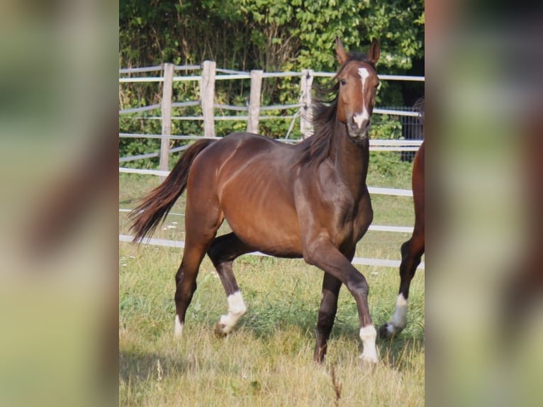 Hannover Castrone 3 Anni 172 cm Baio scuro in Ratekau