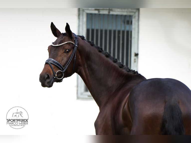 Hannover Castrone 3 Anni 172 cm Baio scuro in Petershagen