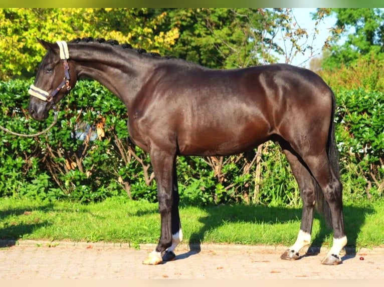 Hannover Castrone 3 Anni 172 cm Morello in Selsingen