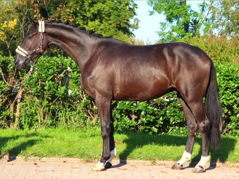 Hannover Castrone 3 Anni 172 cm Morello in Selsingen