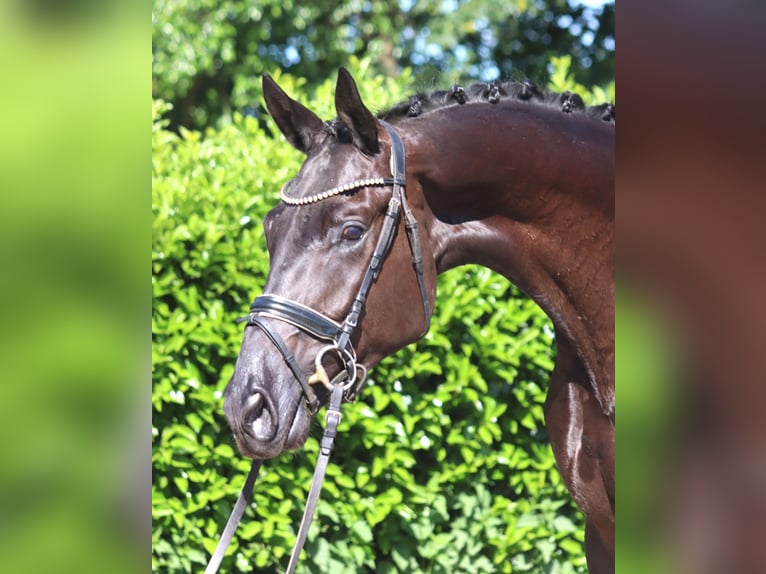Hannover Castrone 3 Anni 172 cm Morello in Selsingen