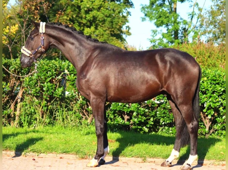 Hannover Castrone 3 Anni 172 cm Morello in Selsingen