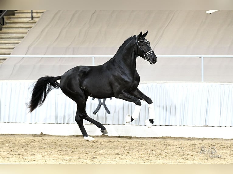 Hannover Castrone 3 Anni 172 cm Morello in Wagenfeld
