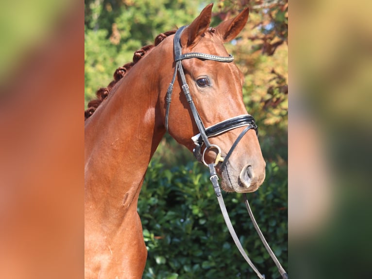 Hannover Castrone 3 Anni 172 cm Sauro in Selsingen