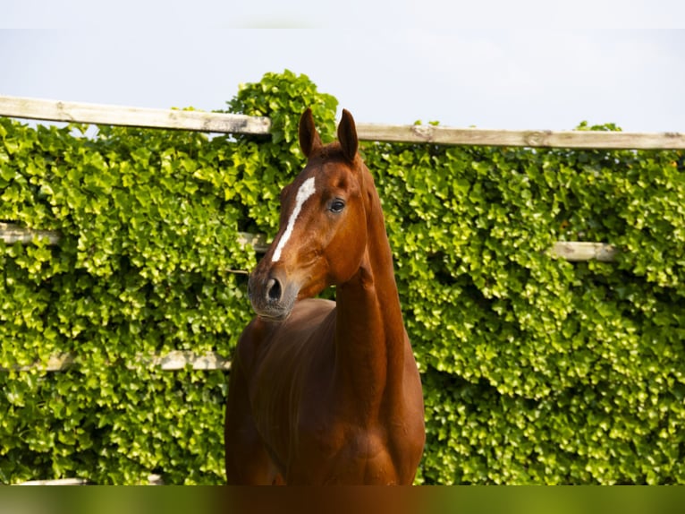Hannover Castrone 3 Anni 172 cm Sauro in Waddinxveen