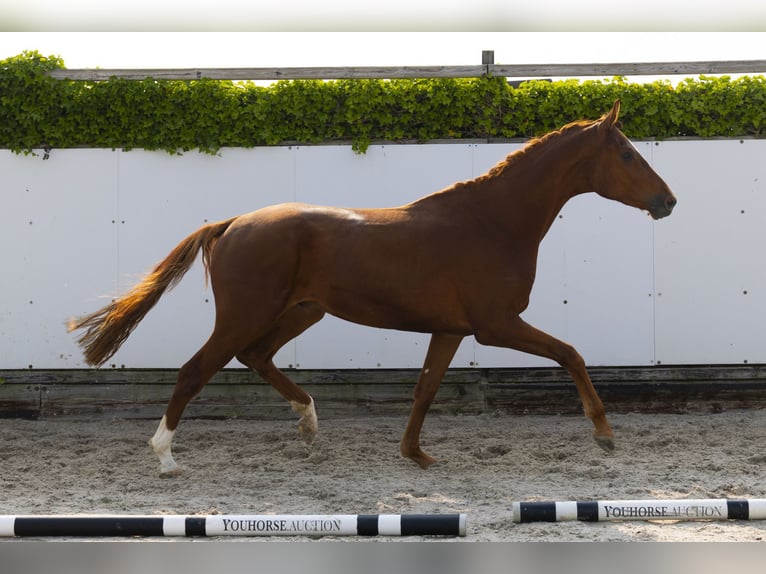 Hannover Castrone 3 Anni 172 cm Sauro in Waddinxveen