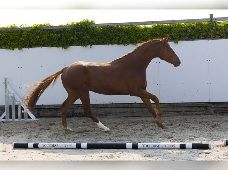 Hannover Castrone 3 Anni 172 cm Sauro in Waddinxveen